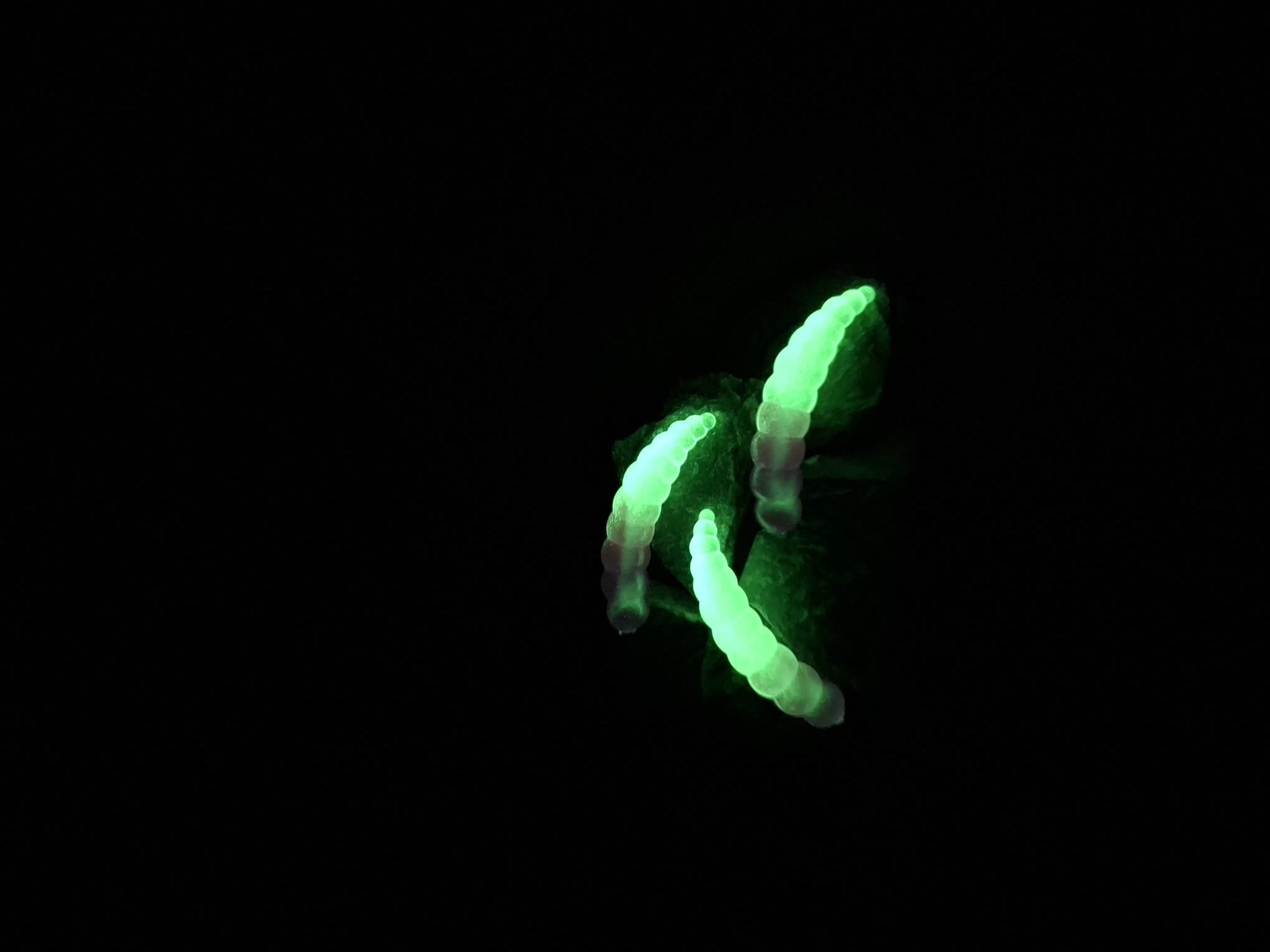 Deluxe Worm Glow in the Dark